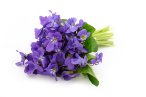 Violet bouquet on white background
