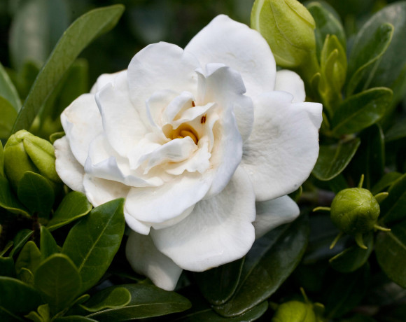 gardenia gardenia