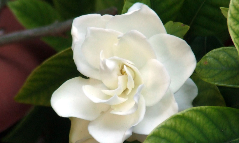 Gardenia