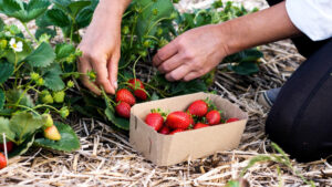 fragola
