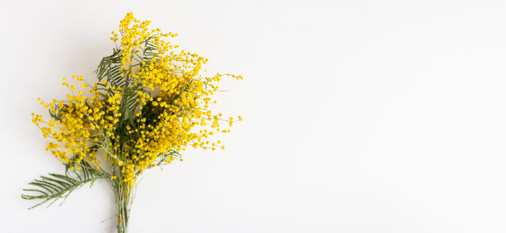 mimosa