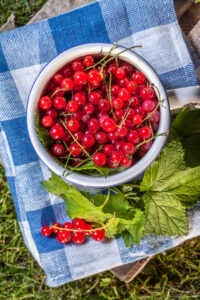 ribes rosso