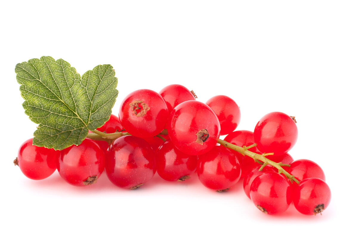 Ribes rosso Ribes rosso