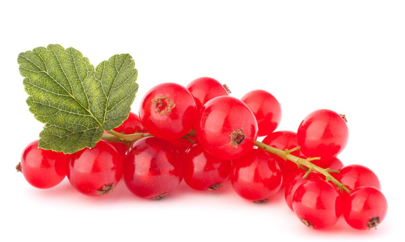 Ribes rosso