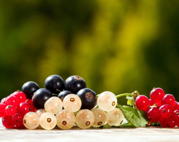 ribes