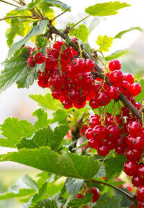 ribes