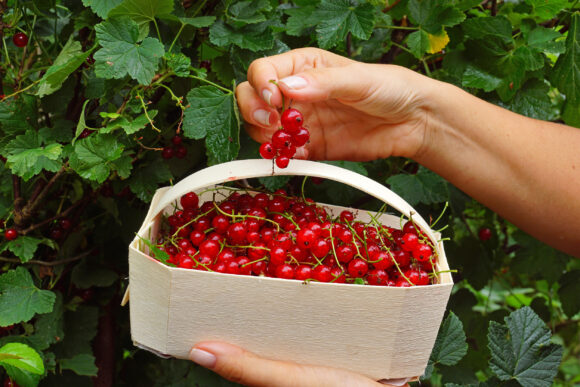 ribes