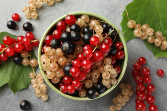 ribes
