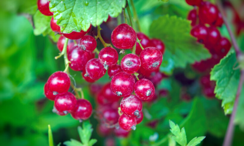 Ribes: semplice da coltivare, bello da vedere