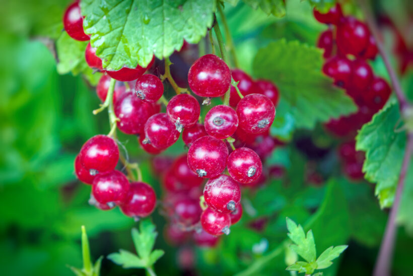 Ribes: semplice da coltivare, bello da vedere