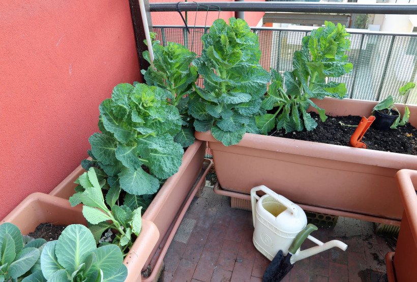 Coltivare l’orto bio sul balcone e come nutrire le tue piante