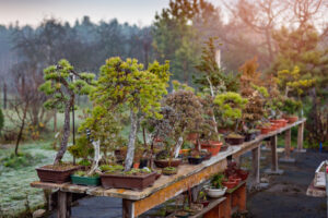 bonsai da esterno bonsai da esterno