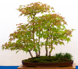 acero bonsai