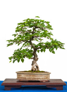 carpino bonsai