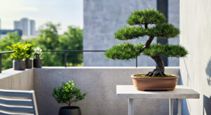 bonsai di pino