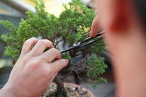 come potare un bonsai