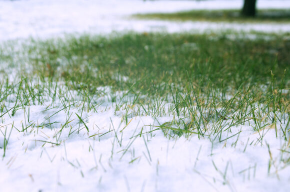 prato in inverno