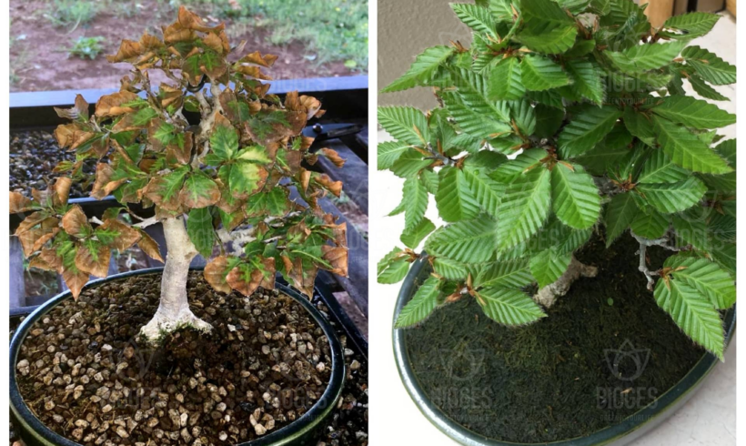 Come curare un bonsai malato?