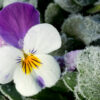 Fiori invernali da coltivare durante la stagione più fredda