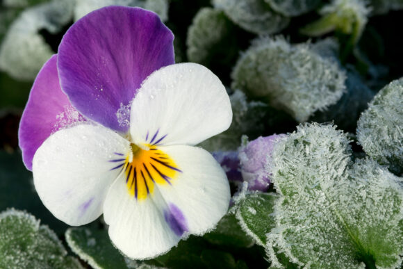 fiori invernali
