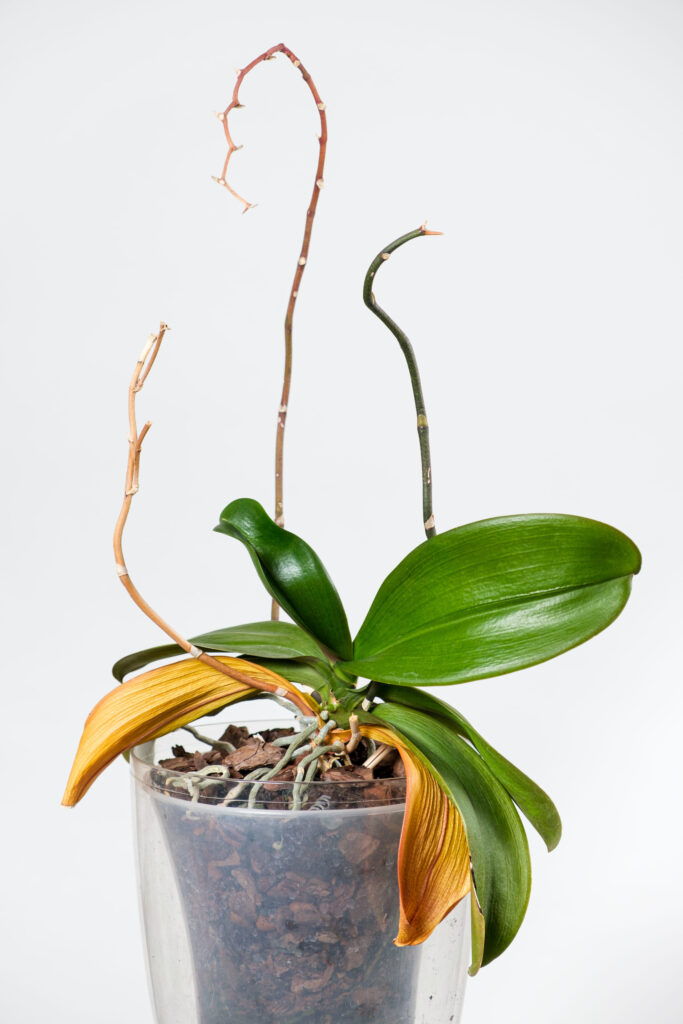 orchidea foglie gialle