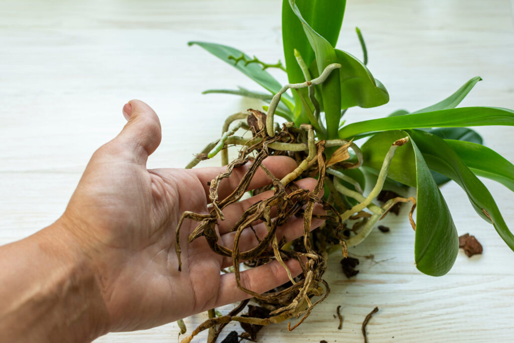 radici marce orchidea
