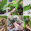 Rinvaso delle orchidee: tutti i consigli dell’esperto