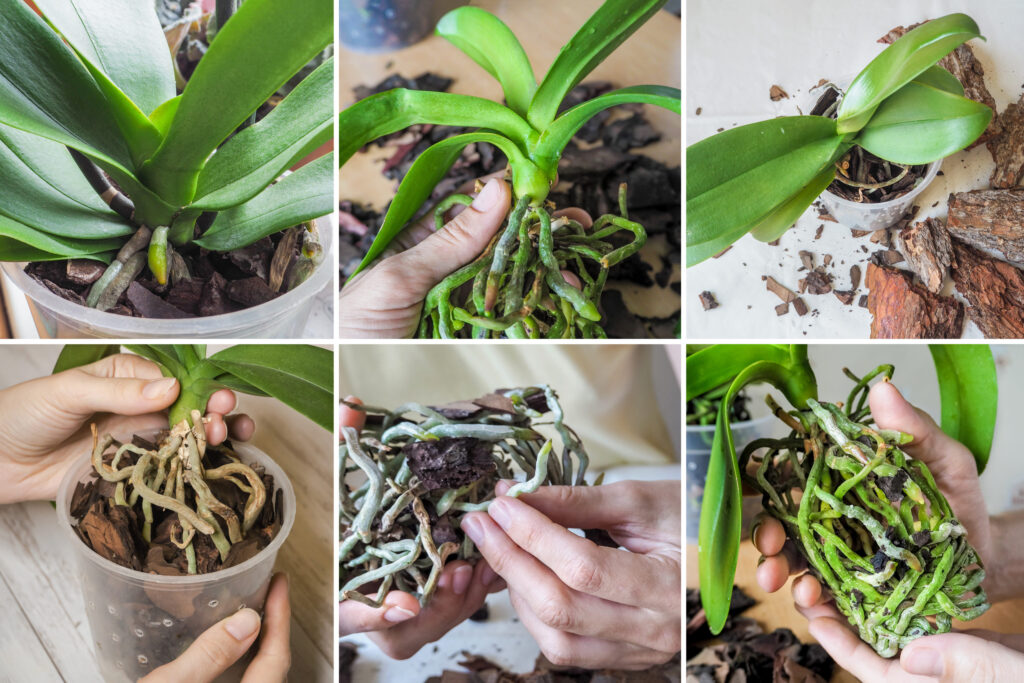 rinvaso delle orchidee
