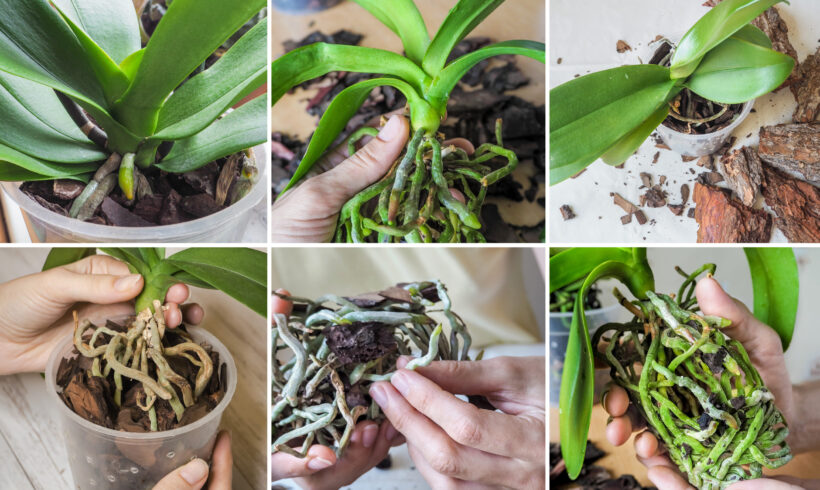 Rinvaso delle orchidee: tutti i consigli dell’esperto
