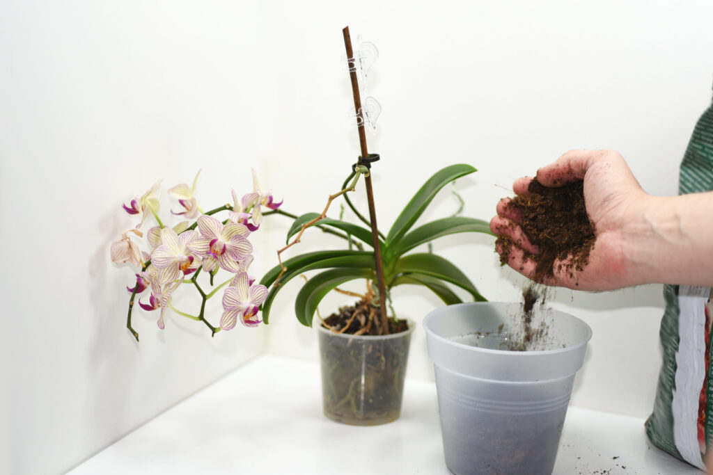 rinvaso delle orchidee
