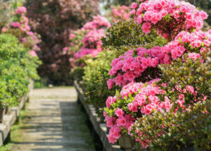 concime per piante fiorite