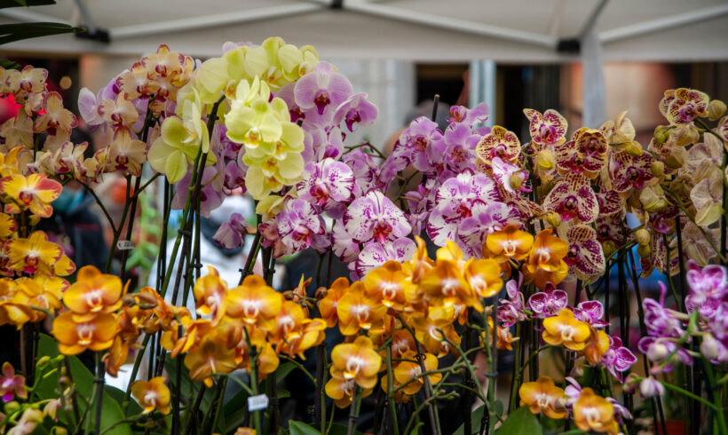 Orchidee: guida al concime ideale per ogni fase di crescita