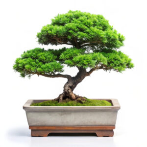 bonsai