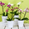 Curare l’orchidea: annaffiatura – esposizione – concimazione