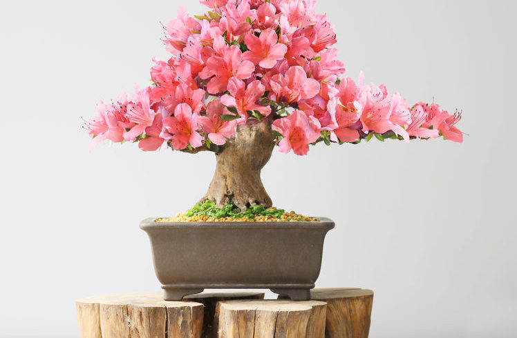 Bonsai azalea