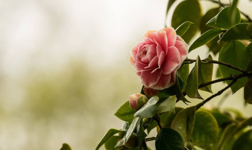 Camelia