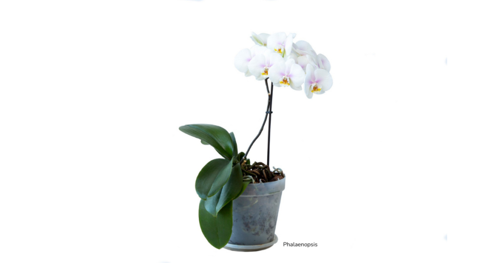 tipi di orchidee
