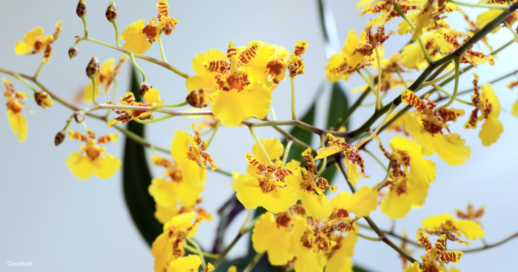 tipi di orchidee