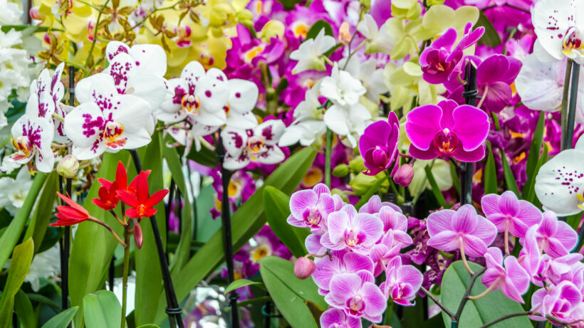 Tipi di orchidee: varietà e consigli di cura Tipi di orchidee: varietà e consigli di cura
