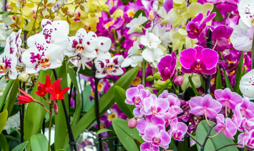 Tipi di orchidee: varietà e consigli di cura