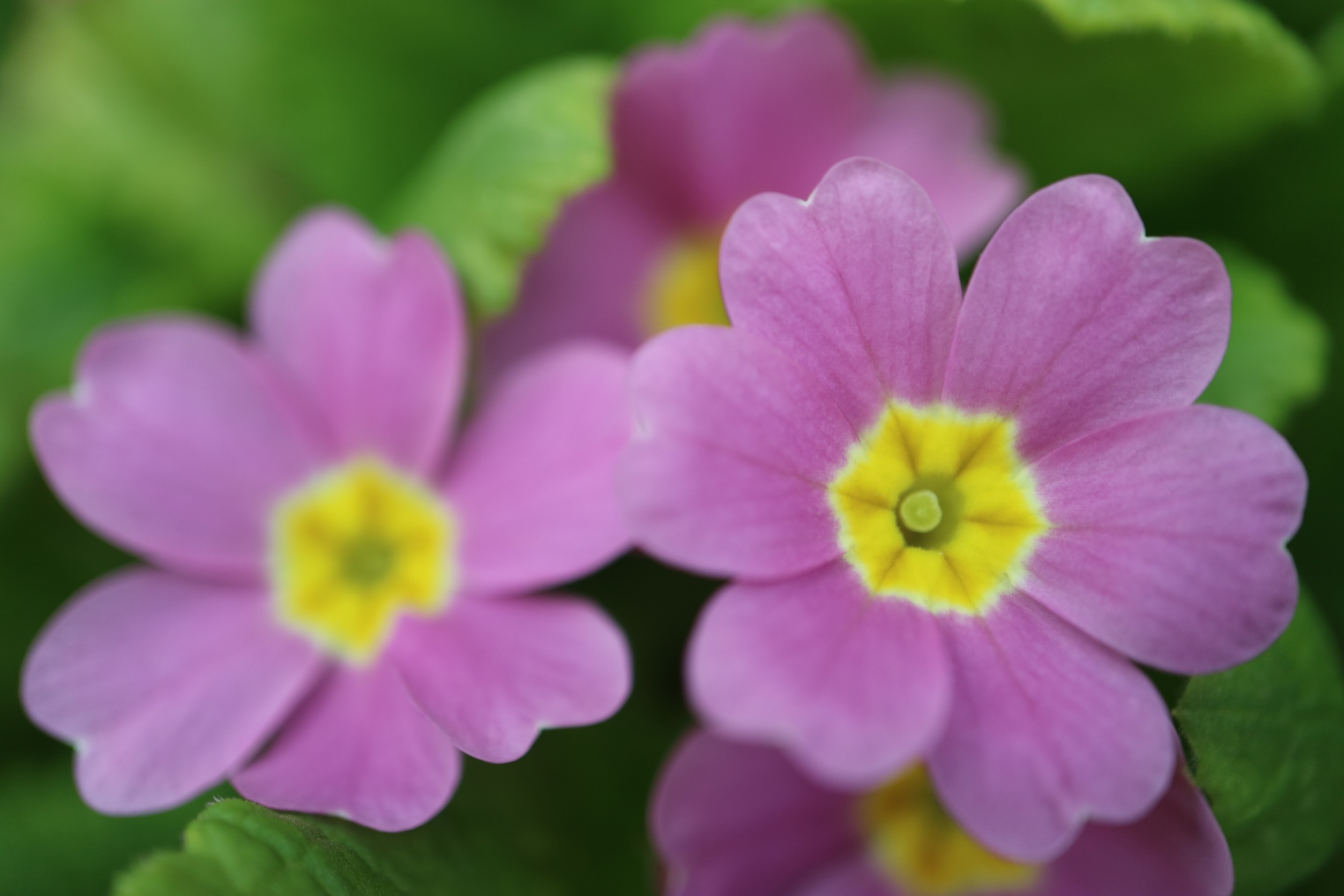 fiori invernali