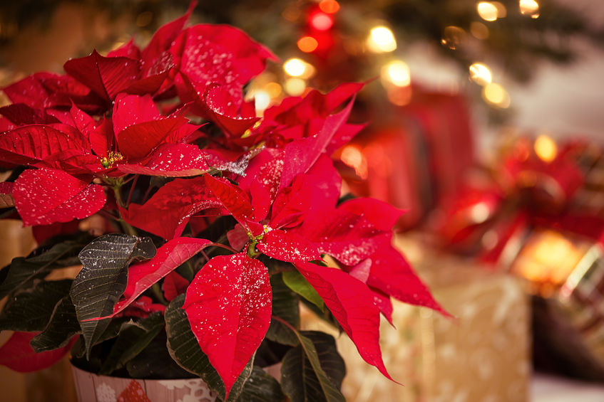Curare La Stella Di Natale In Casa.Fiori Di Natale Come Decorare La Casa Per Natale Segui Il Blog Di Bioges