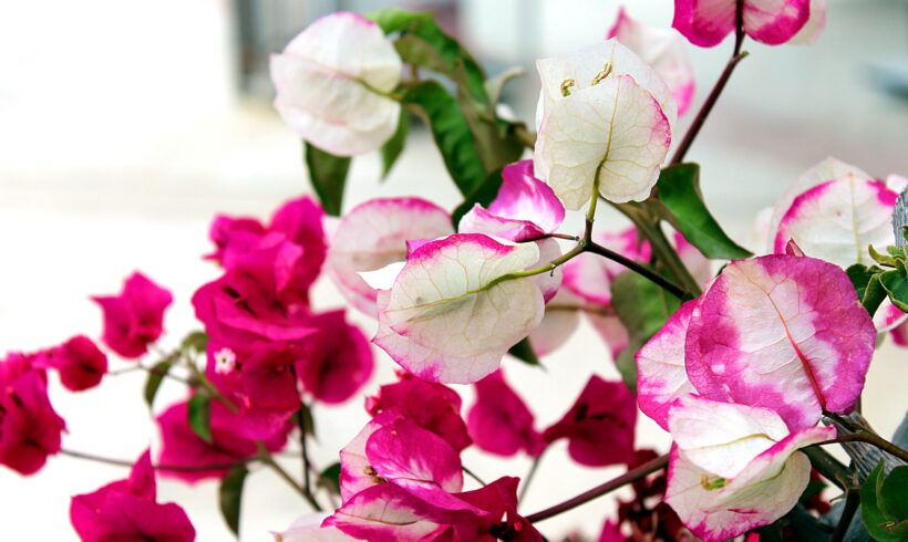 Bouganville fiorite – Consigli per piante fiorite durante tutta l’estate