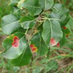 ruggine delle piante ruggine delle piante