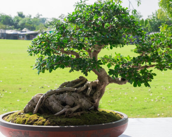 Bonsai Ficus: culture et entretien