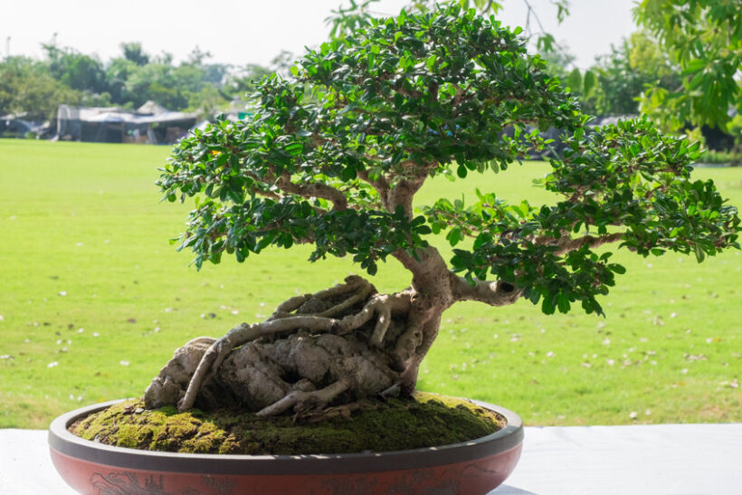 Bonsai Ficus: coltivazione e cura Bonsai Ficus: coltivazione e cura
