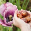 Piantare tulipani: come e quando, coltivazione e fioritura