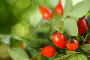 rosa canina frutti