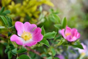rosa canina