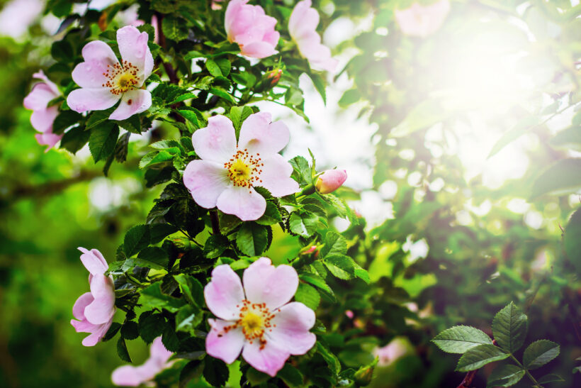 Rosa canina, cura e concimazione della rosa selvatica Rosa canina, cura e concimazione della rosa selvatica
